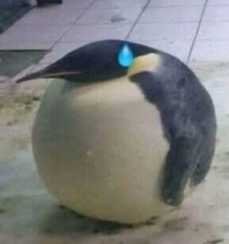 망고🐧 tweet media