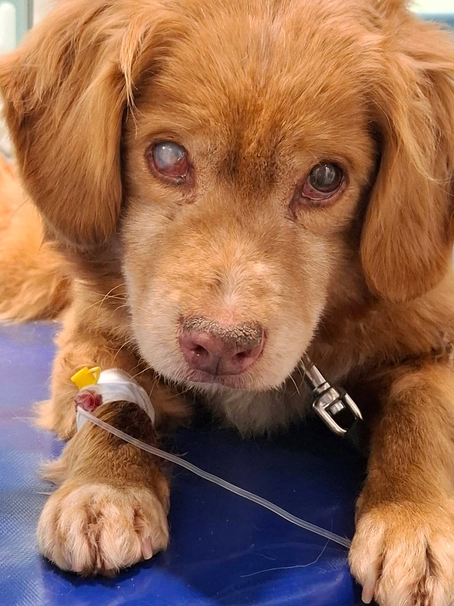 Bracia Mniejsi Kocham i ratuję tweet media