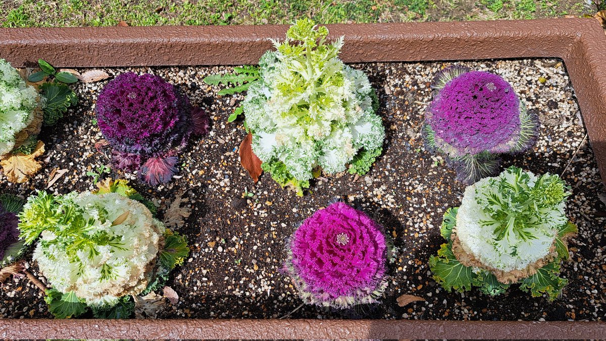 Le Van Khue | RITA tweet media