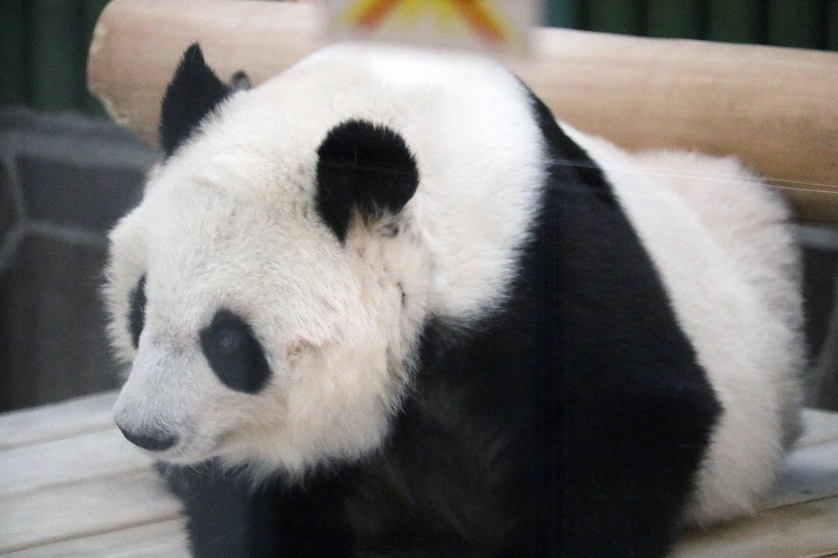 パンダライター 二木繁美｜『水曜日のお嬢様』発売中 tweet media