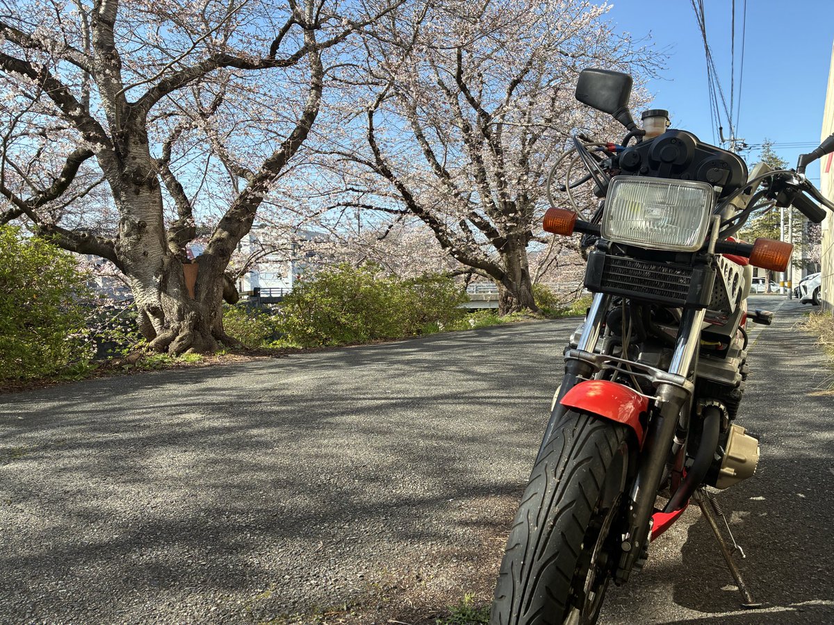 VT400F's tweet photo. 桜見にブラブラ https://t.co/9r3xNdkIc0