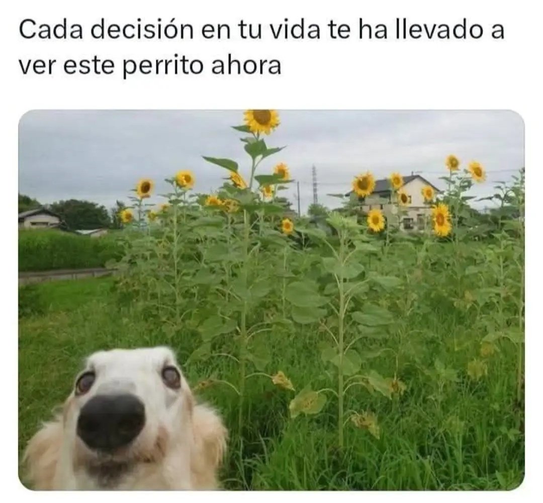 Ana_LaPatata tweet media