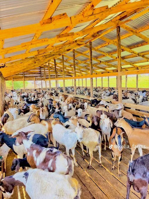 NEVER START A GOAT FARM
WITHOUT MASTERING THESE 

Starting a GoatFarming business requires more than just keeping animals; it's a science and a business. Before you invest your time and money, make Sure you understand these critical areas: 

1. BREEDS AND SELECTION:
Choose the