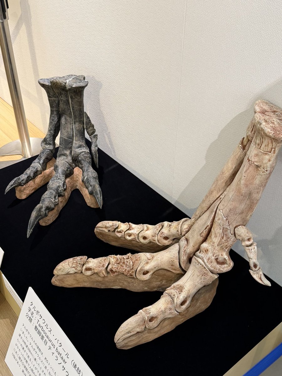 あんぱん tweet media