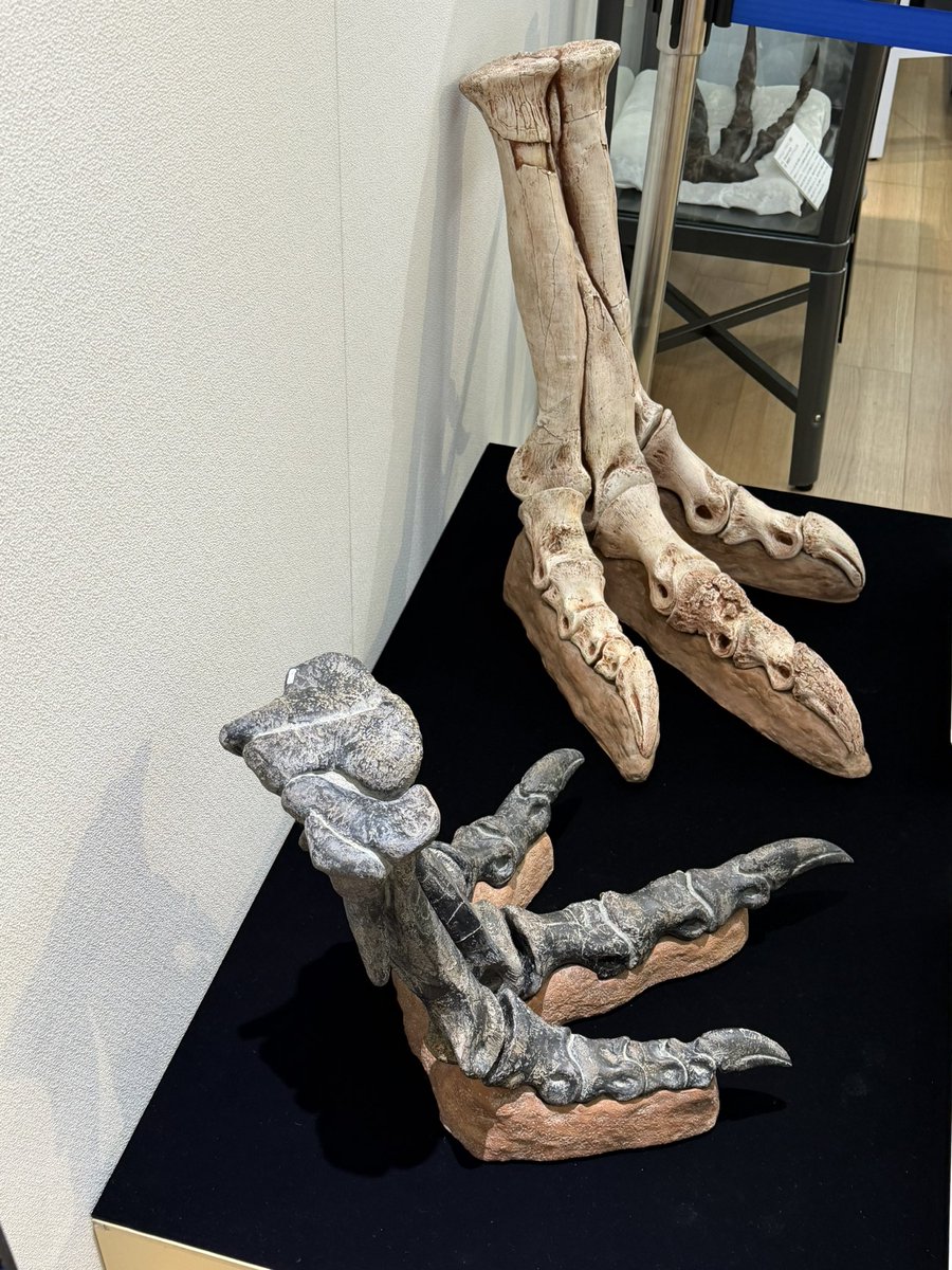 あんぱん tweet media