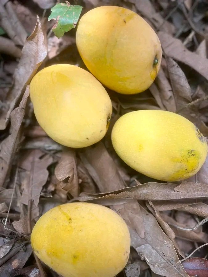 Maame Efua 🦋 tweet media