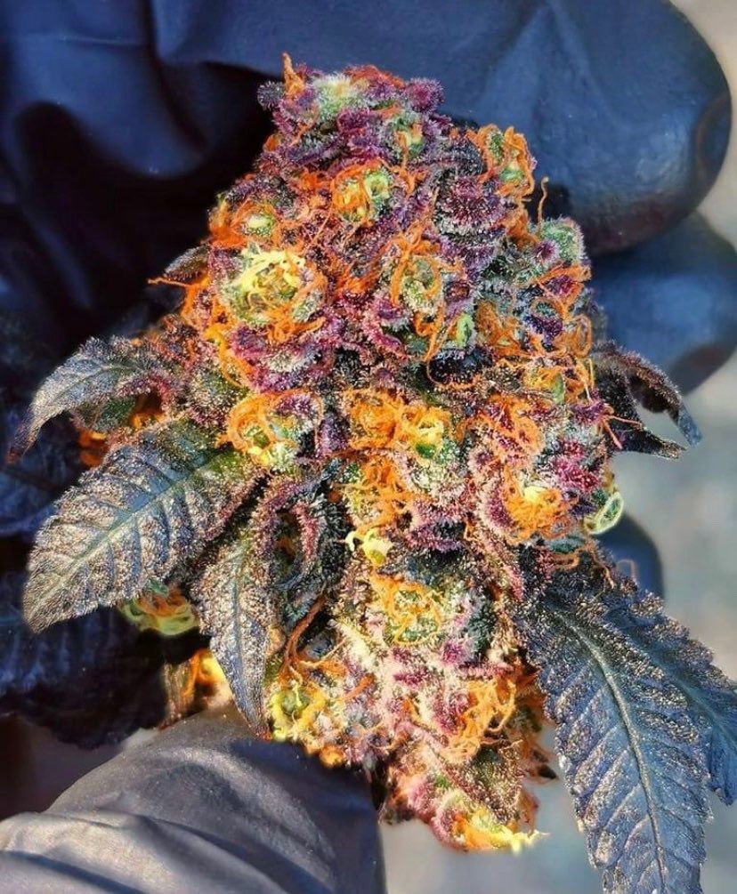 I love everything purple🥰

Strain name..... Death punch 🔥

Would you smoke?