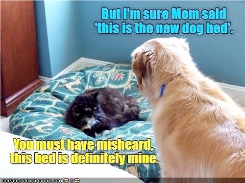 lynda3035's tweet photo. @Malcolm_theCat The conversation between Malcy and BabyDog 🤭😸🐱🛏🐕 Thank you for sharing guys!! #BedGate https://t.co/2lNJ9VOUHO