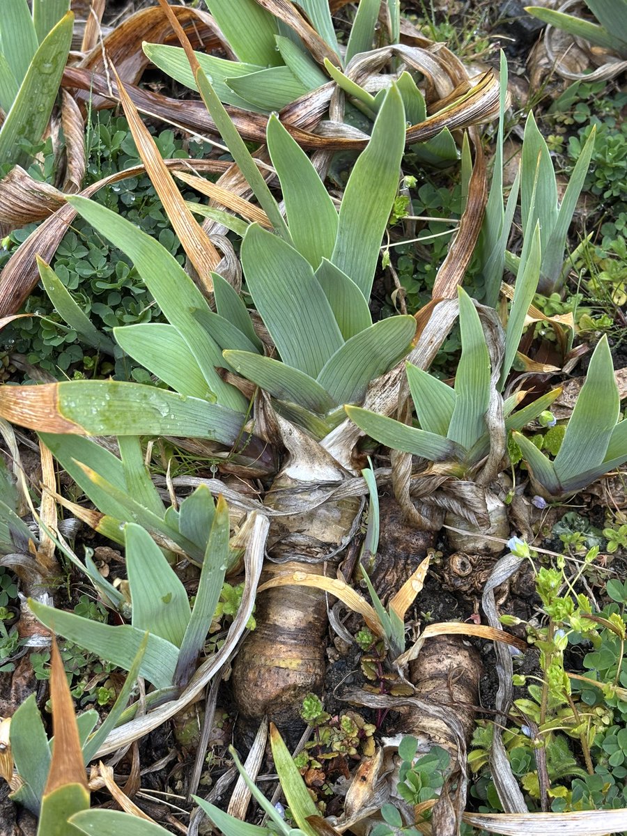 ブルーベリー栽培部(｀・ω・´) tweet media