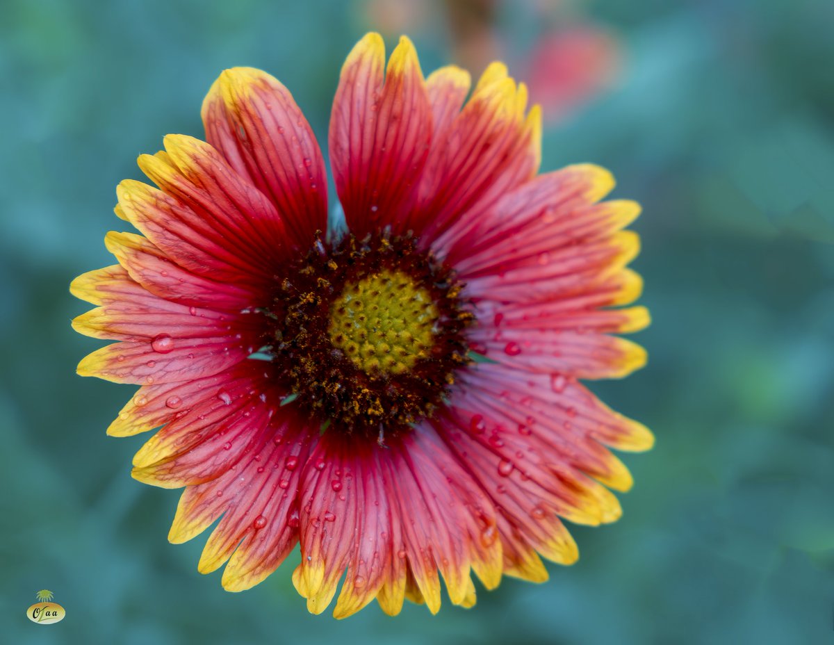 محمد بن أحمد الفريدي tweet media