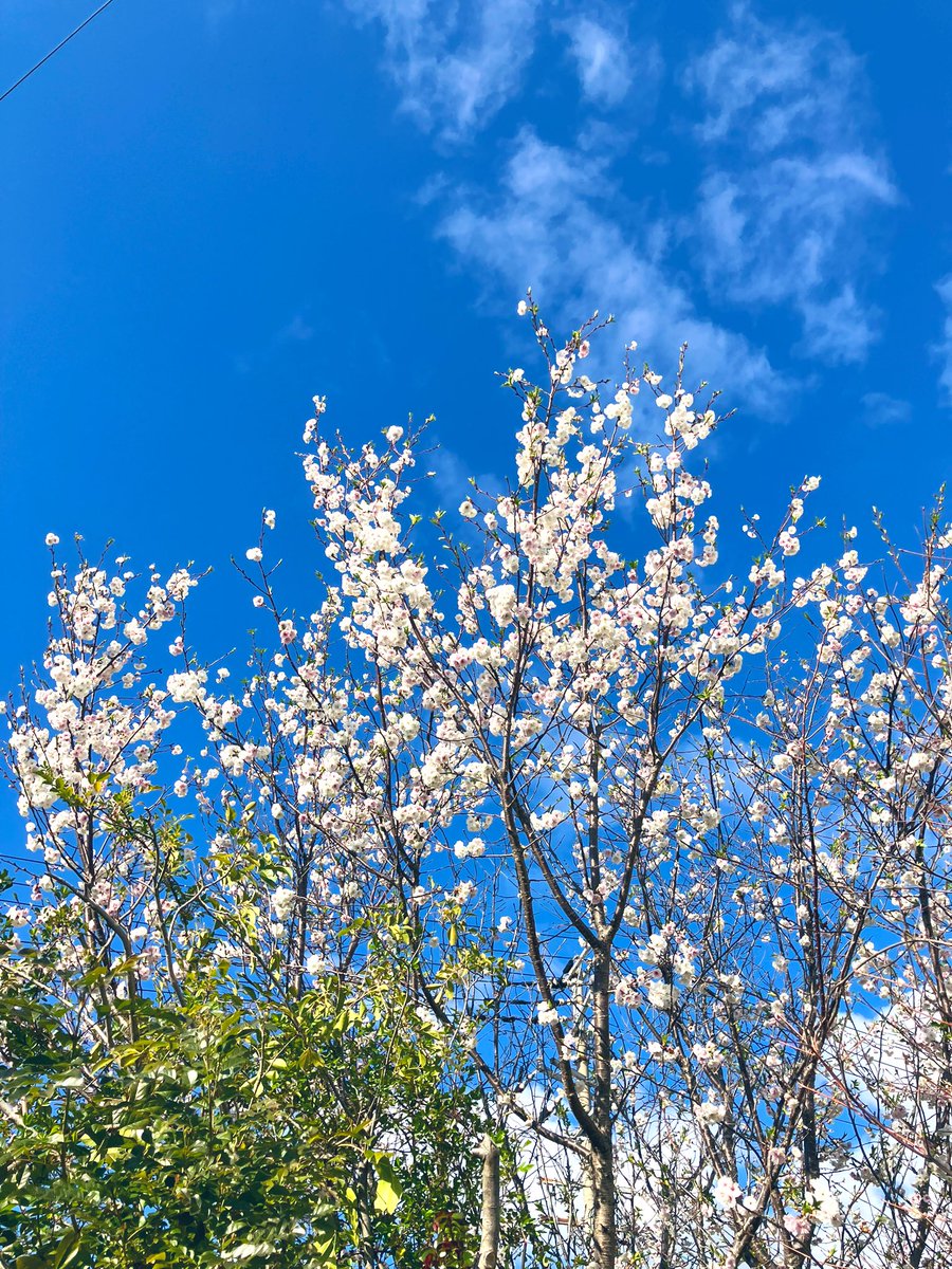 宇田満里子(うだまりこ) tweet media