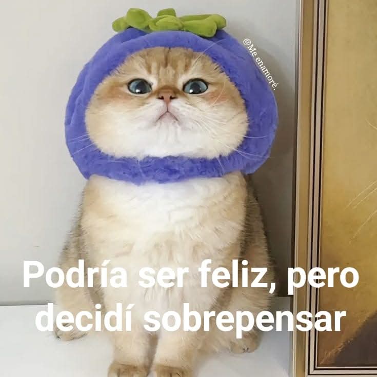 Animalesaprieto's tweet photo. https://t.co/1te5USp5rK
