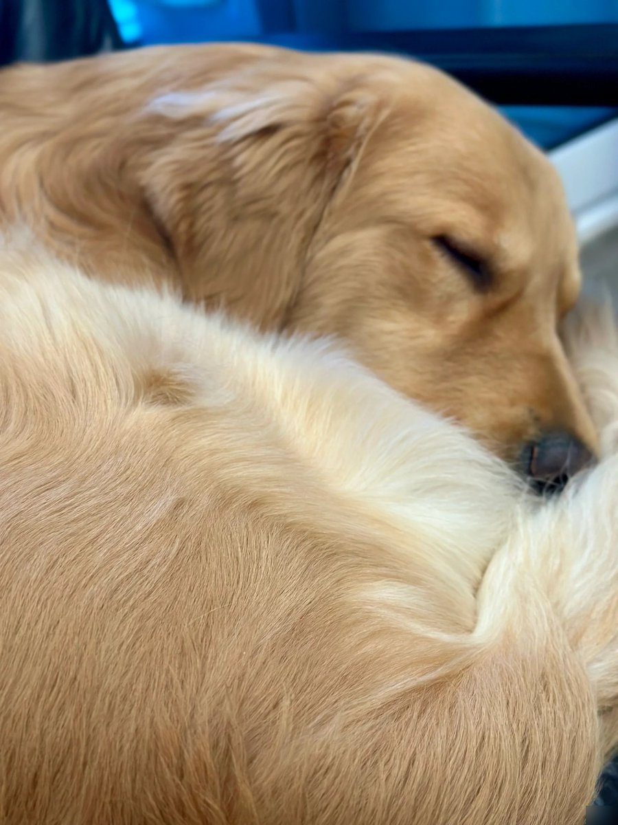 Alzaurore's tweet image. "My fur baby’s the best co-worker—chewing deadlines (not mine!), napping through meetings, and always ready for a belly rub break.  #PetLife #WorkFromHomeWin"