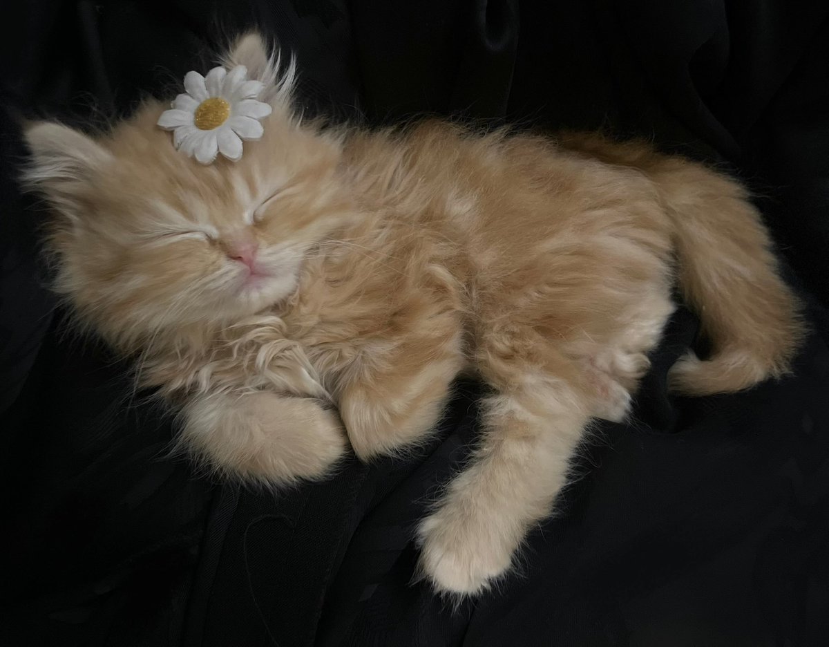 الوقار tweet media