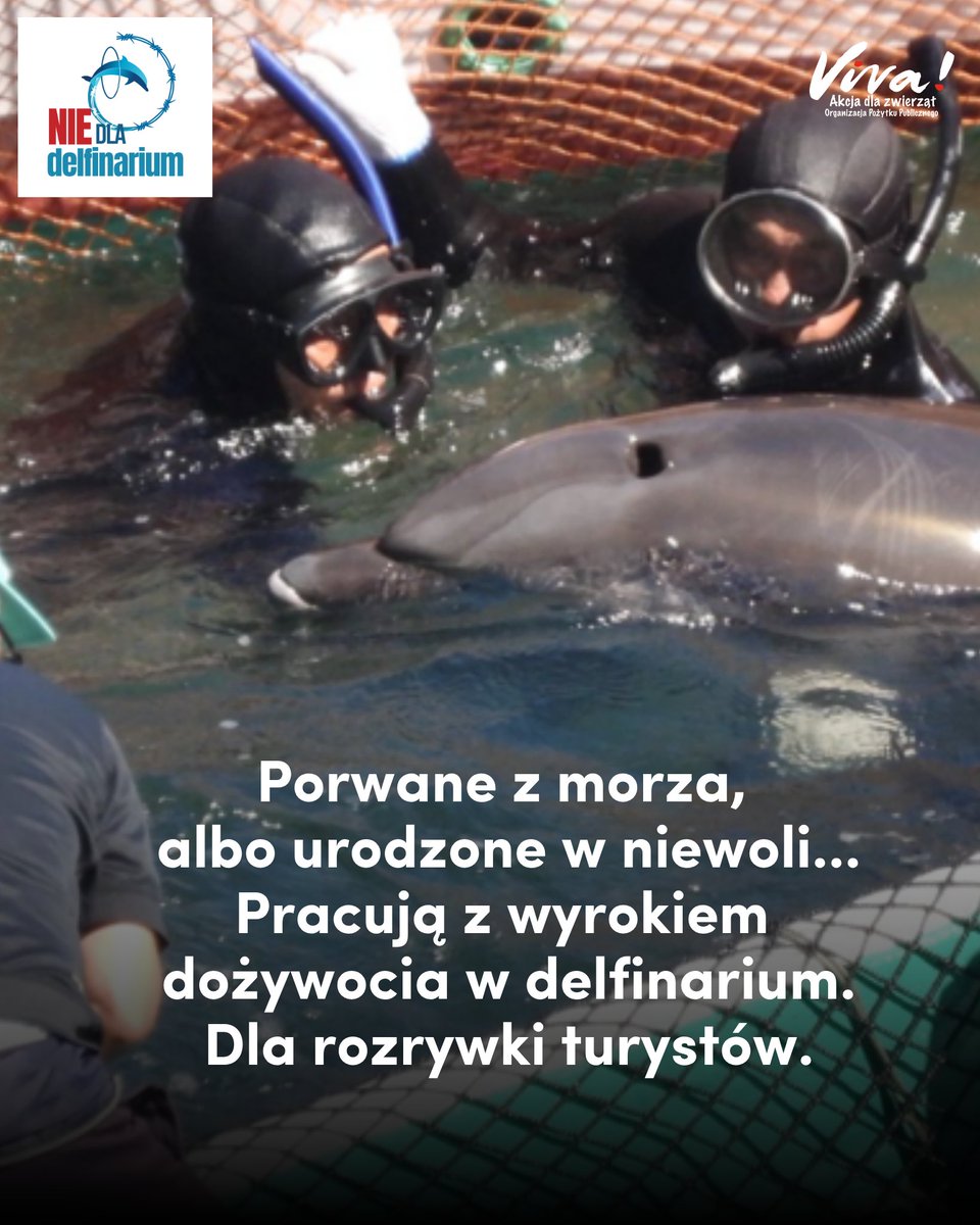 Fundacja Viva! tweet media