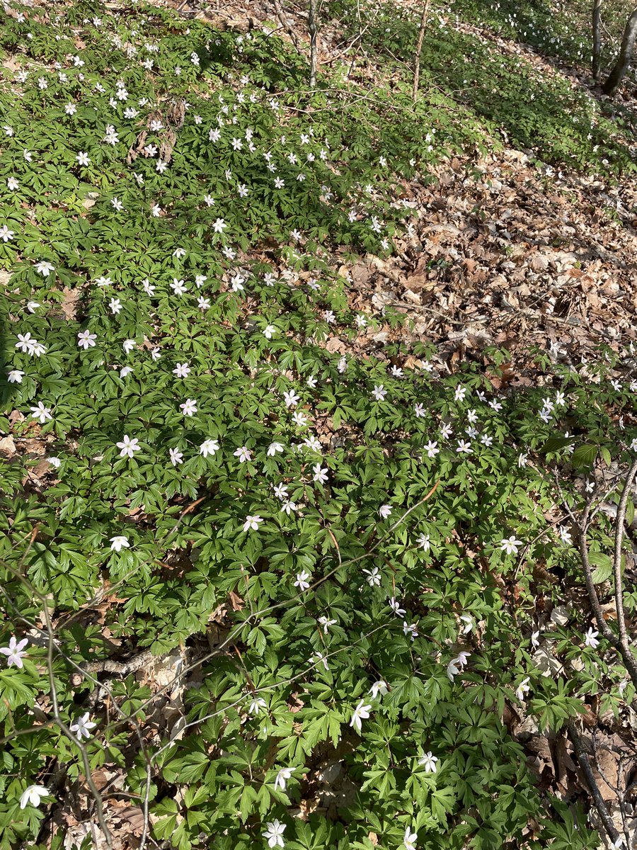 HalteLa_🧡 tweet media