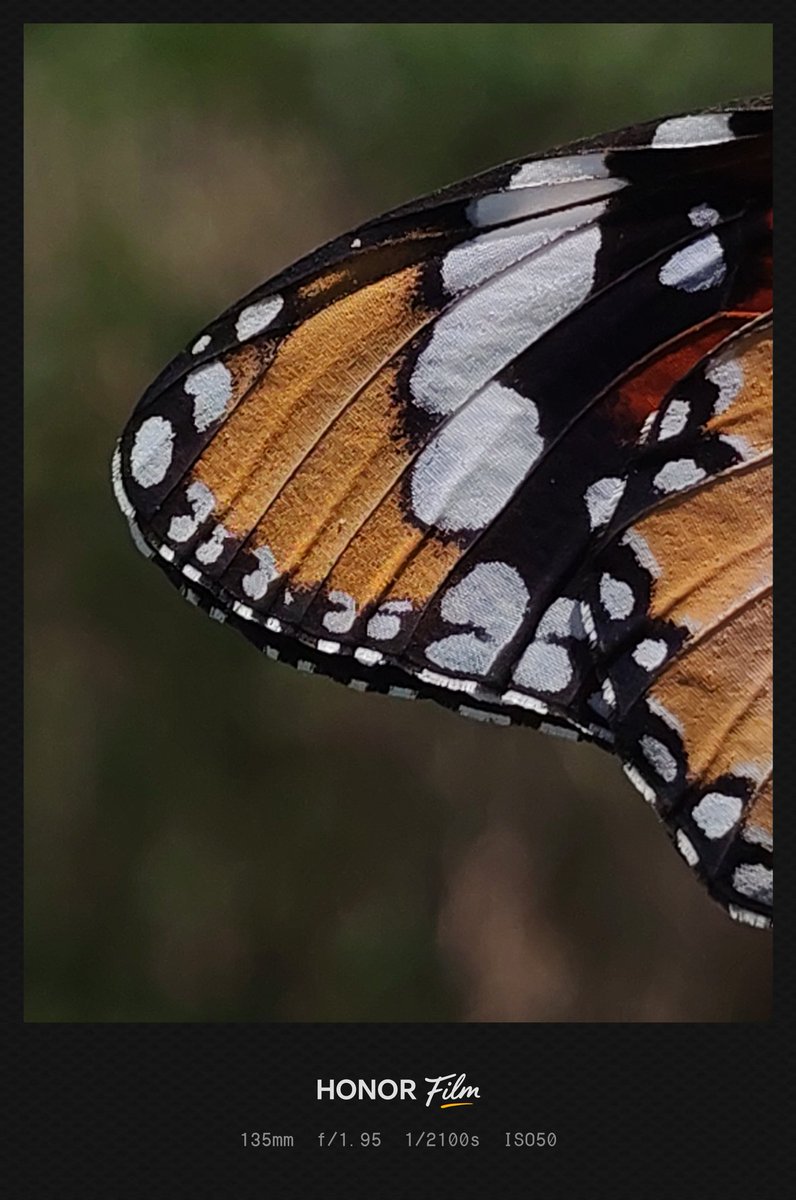 Yogeswaran14129's tweet photo. Shot on #HONOR200
#mobilephotography #ShotOnSnapdragon #mobileclicks #shotonphone #nature #honorphotography #butterfly https://t.co/MoVaSHPiGl