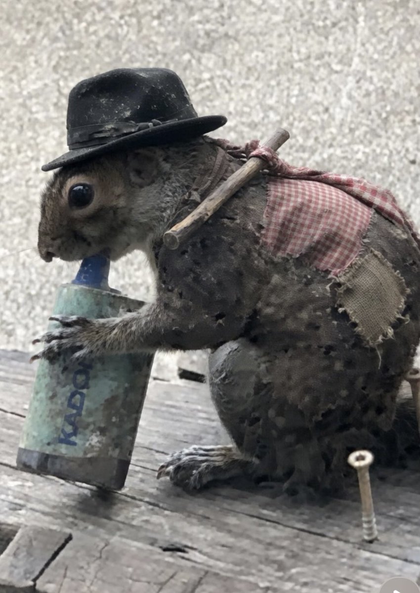 Another recent image taken in a London park by David Attenborough.

As you can see, he looks disheveled, addicted, an outcast of society. All he knows is chaos in the canopy and unprovoked violence as other squirrels try to steal his watermelon vape for a rip. 

How did humans