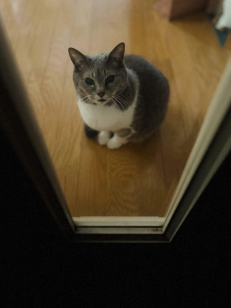MEG THE CAT tweet media