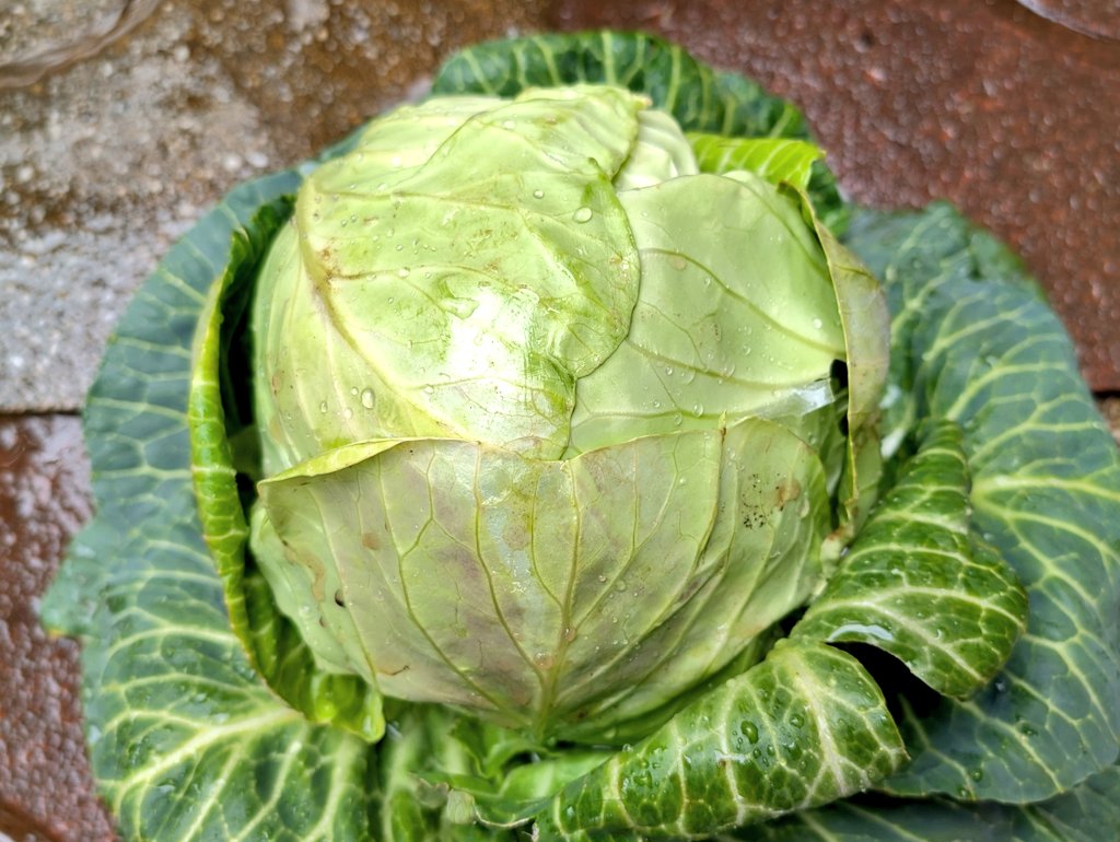 しまど/simadjp tweet media