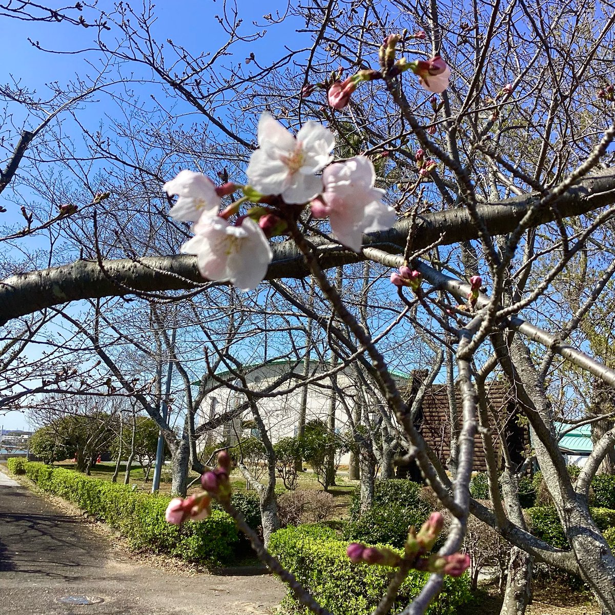 ときわ公園【公式】 tweet media