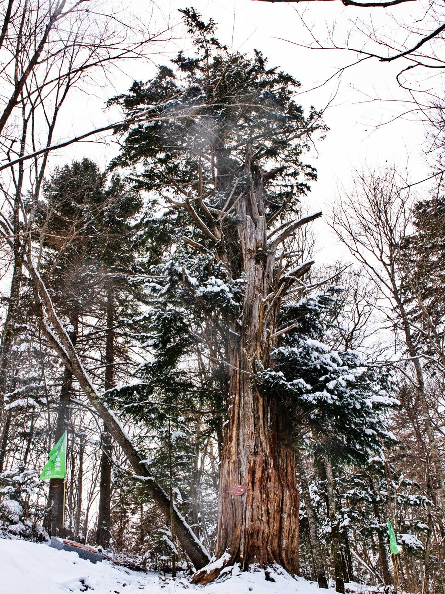 Gregory Bies tweet media