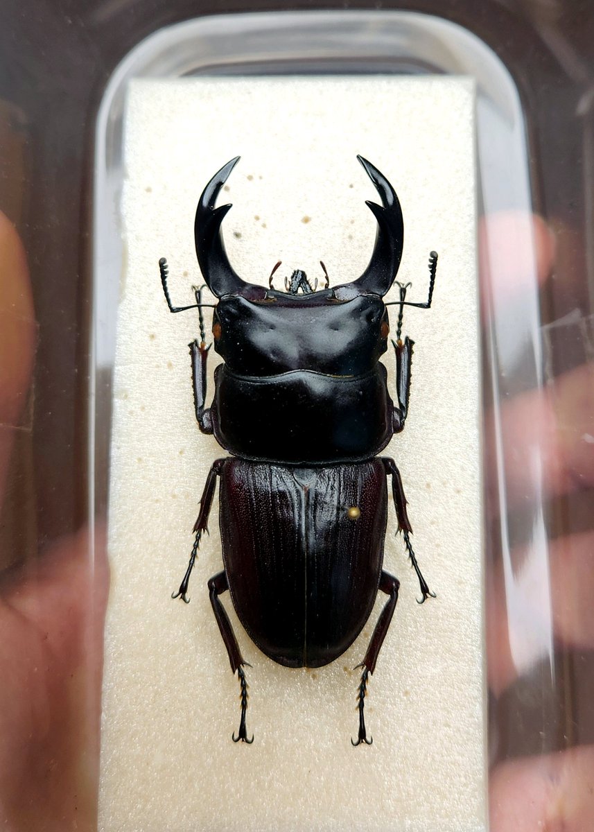 Lucadybo tweet media