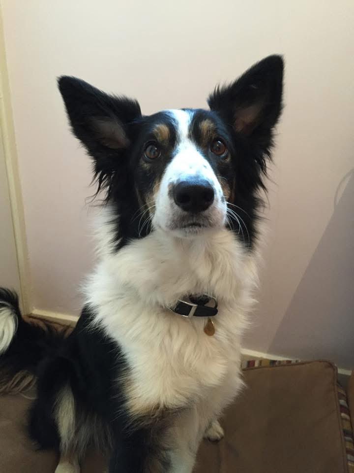 Puppy Bess and Auntie Kes tweet media