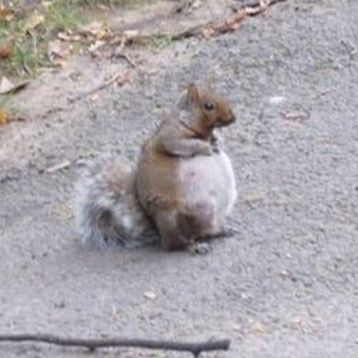 mr. nasty tweet media