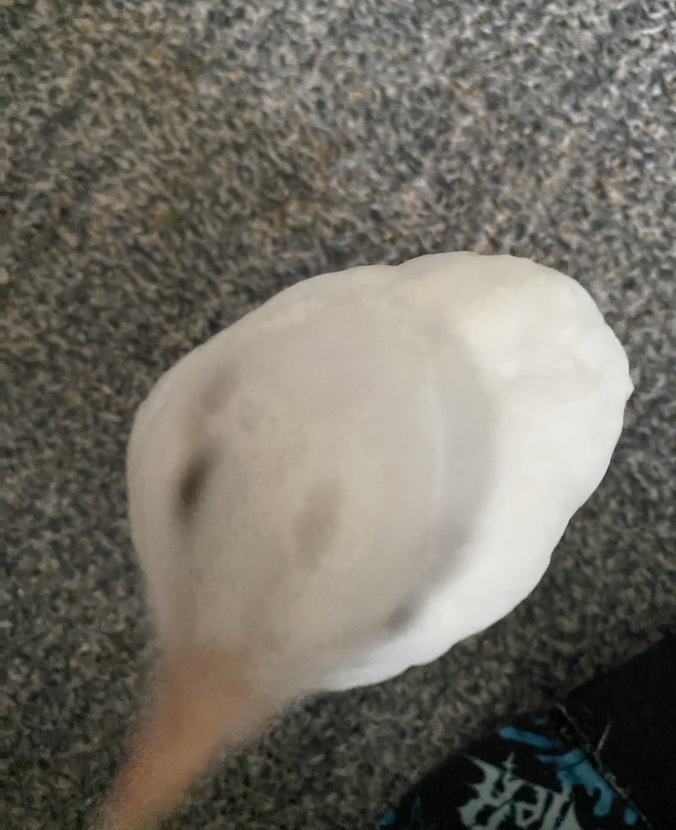 おパゲ治ってきたね〜😭✨️

｢何撮ってるんだよ！！😡💢｣