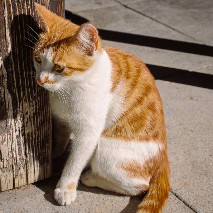 神楽坂谷月🏳️‍⚧️🍥 tweet media