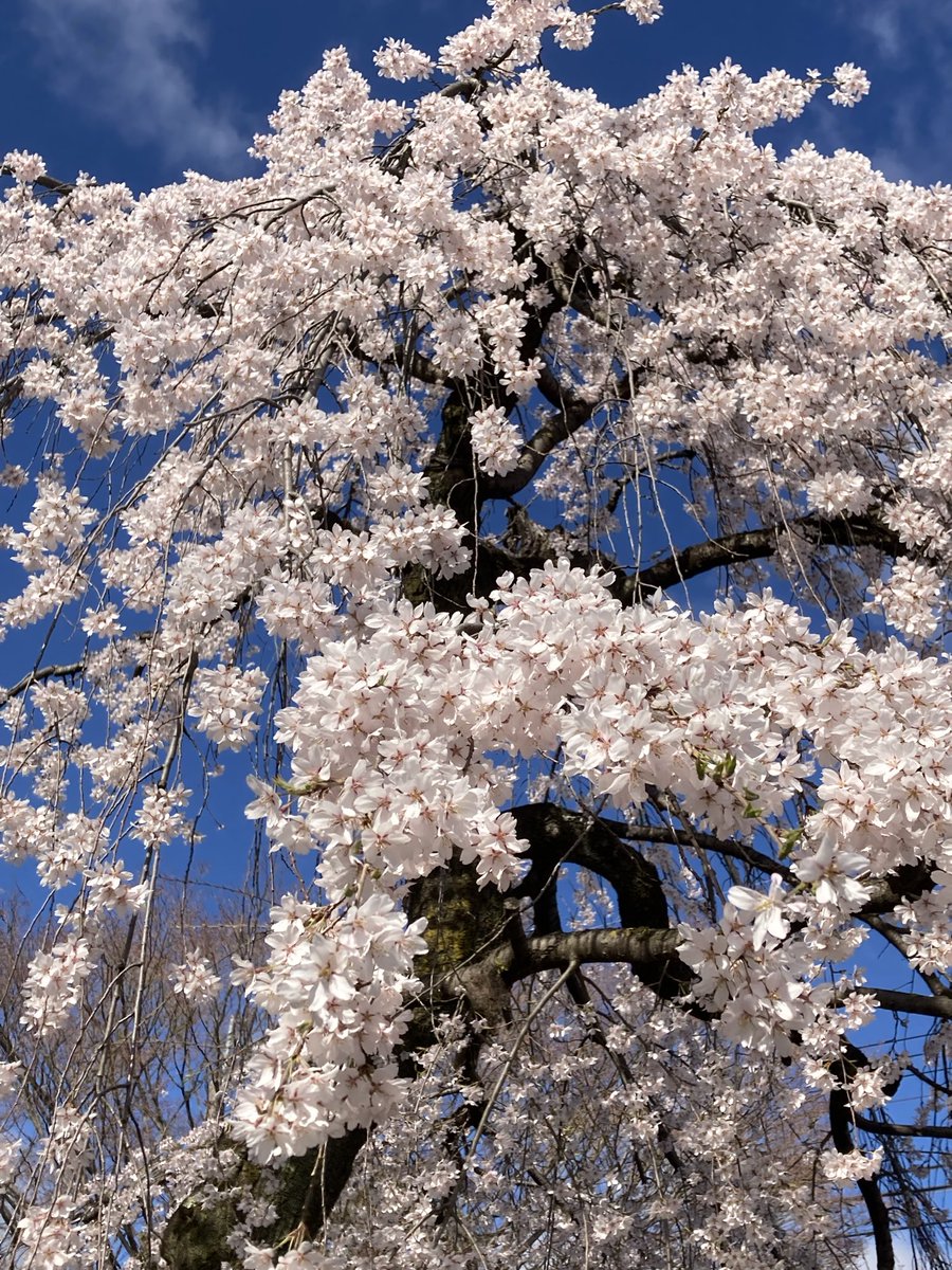 にょにょ tweet media