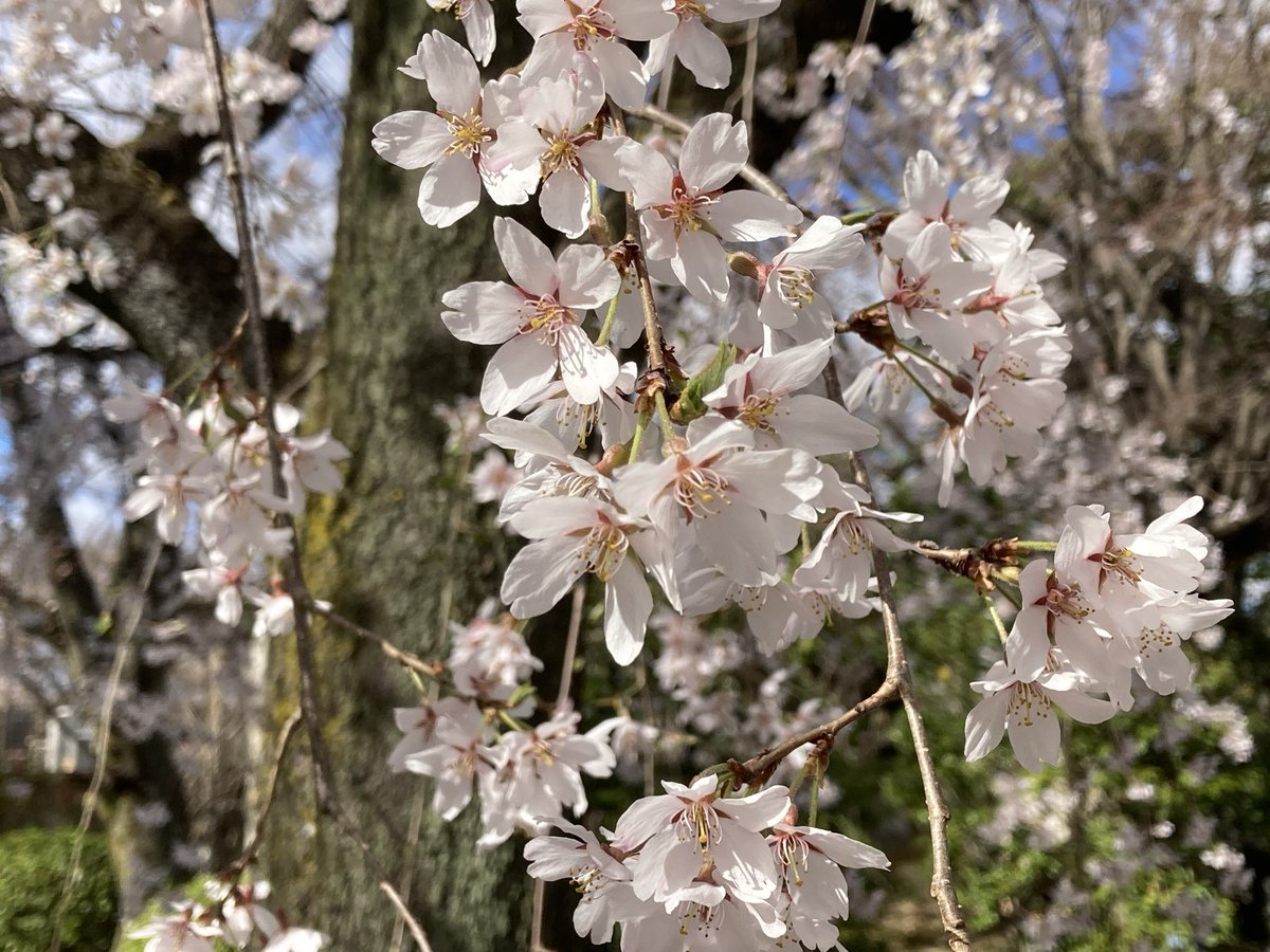 にょにょ tweet media