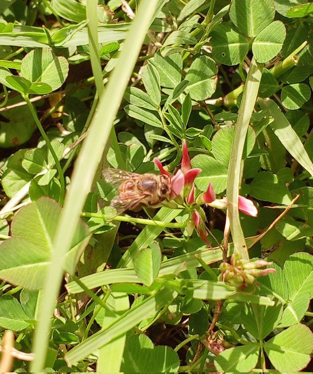 PUSHA LEE 🖼️ tweet media