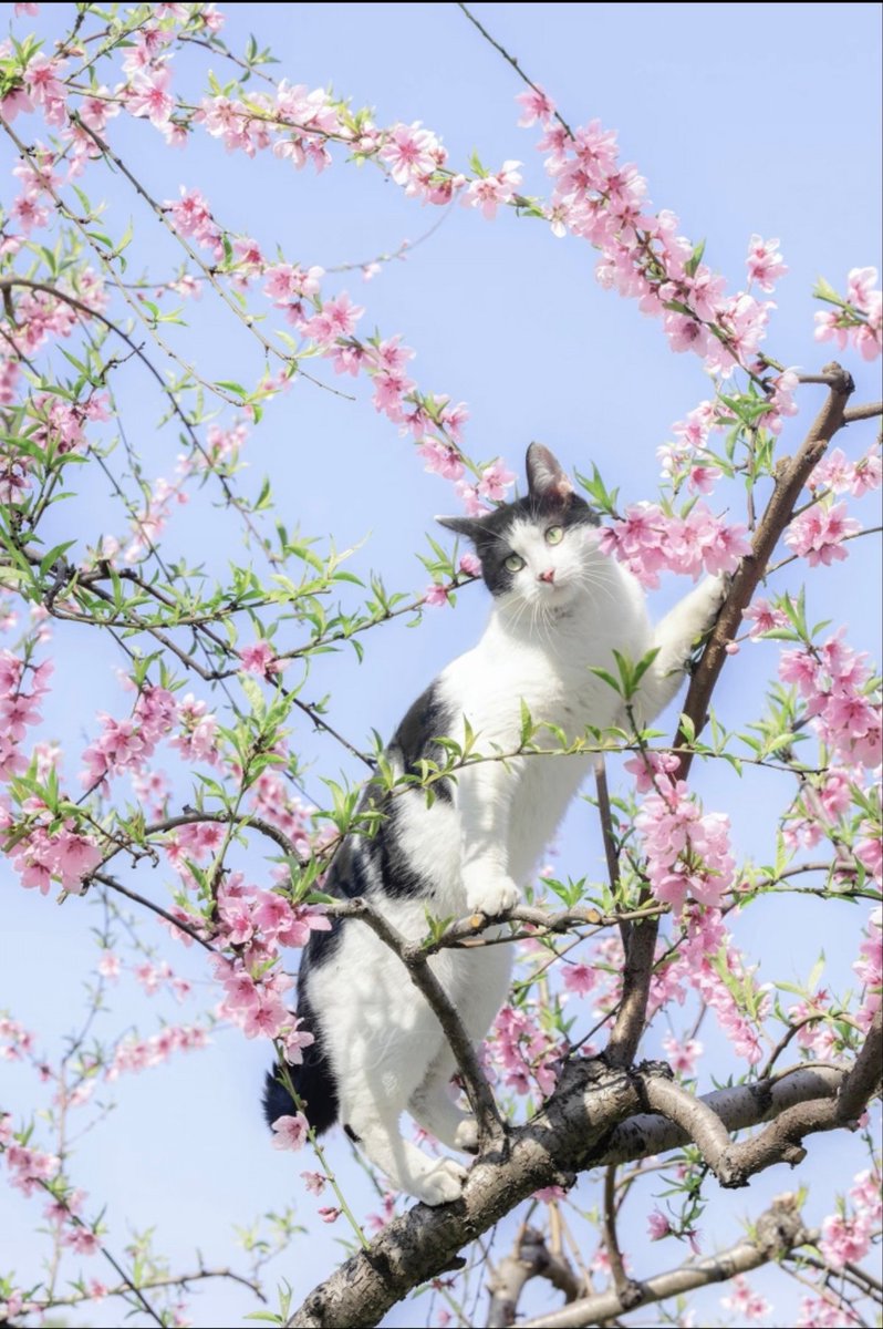 corinna_qu's tweet photo. 春天和猫猫同行～ https://t.co/m5iXdys5aj