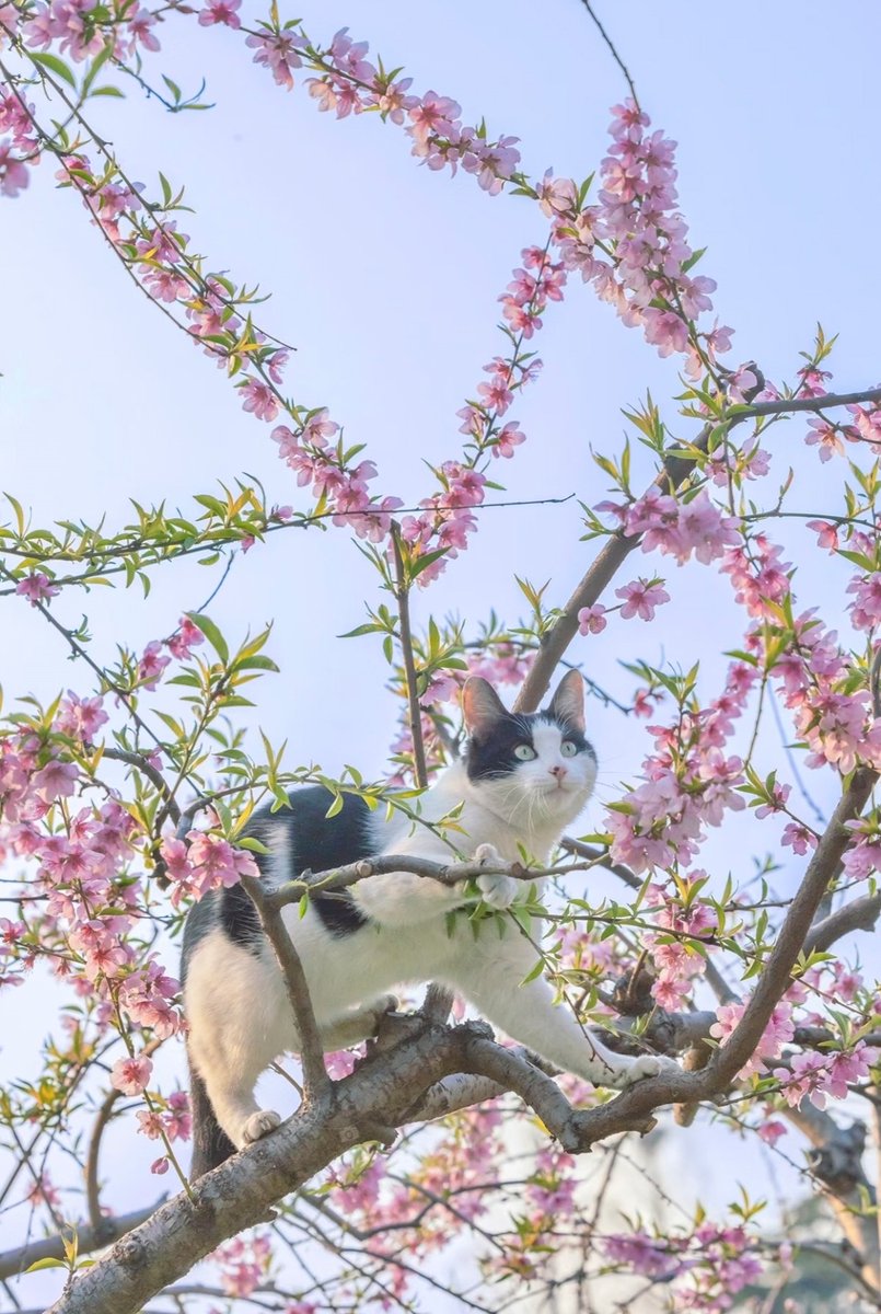 corinna_qu's tweet photo. 春天和猫猫同行～ https://t.co/m5iXdys5aj