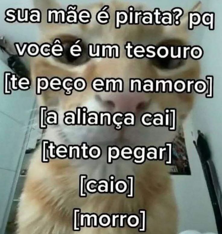 perfil dedicado a gatinhos e peitos tweet media