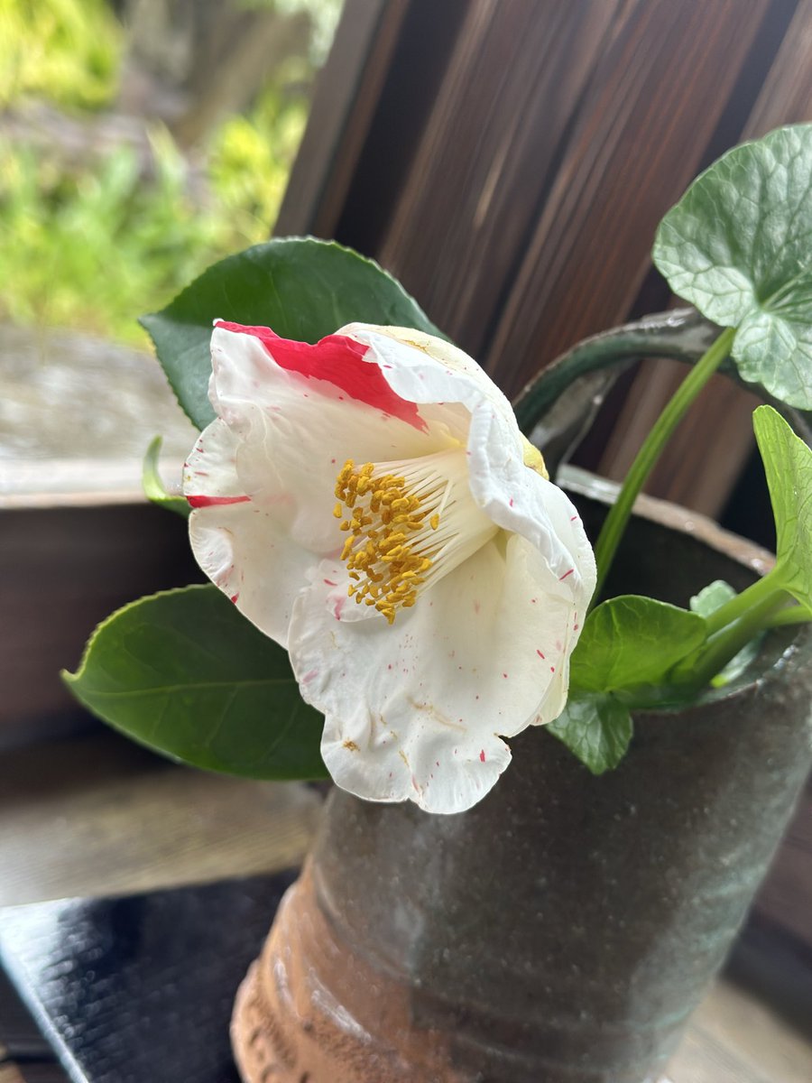 繝槭Φ繧ｿ*荳?譫‼️ tweet media