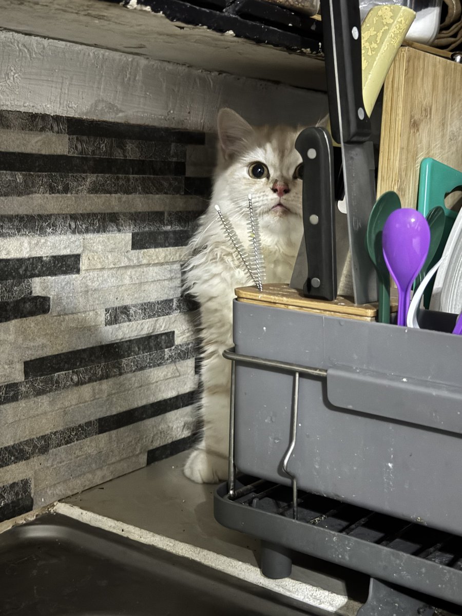 waffles 🧇 tweet media