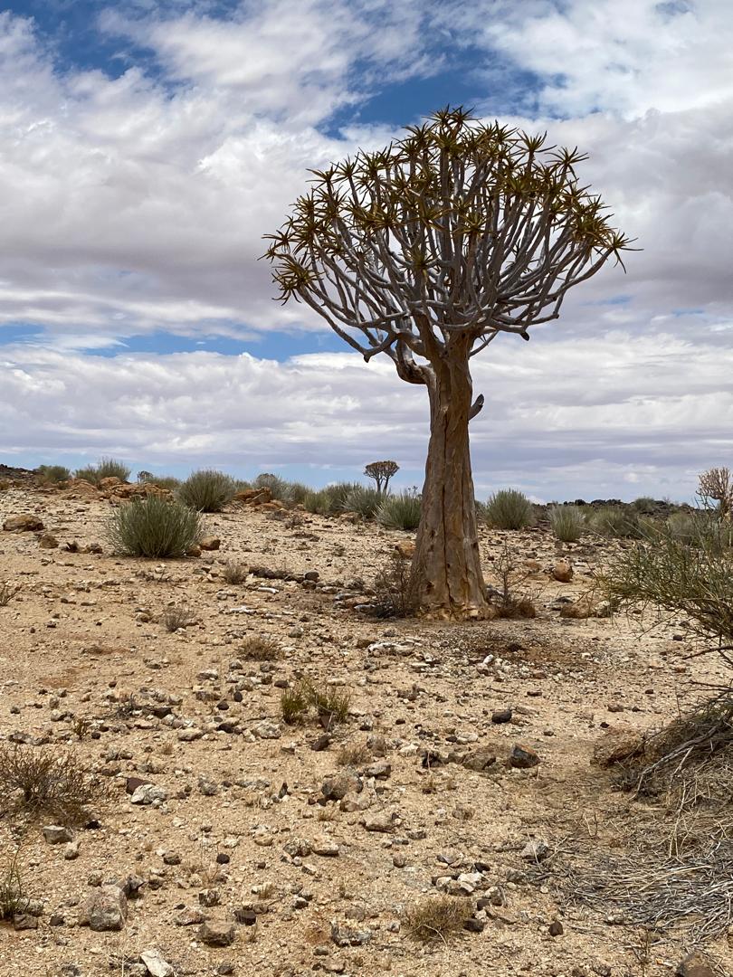 GondwanaLodges's tweet photo. They call it a Quiver Tree…
We call her //Garas — the pride of the south 🇳🇦
Standing tall where life seems impossible, yet thriving with quiet strength 🌵
A true symbol of Namibia’s resilience. 💛
https://t.co/ULxel2T6tt
#Namibia #Garas #QuiverTree #DesertBeauty #ProudlyNamibian https://t.co/lvSaCpKqyg