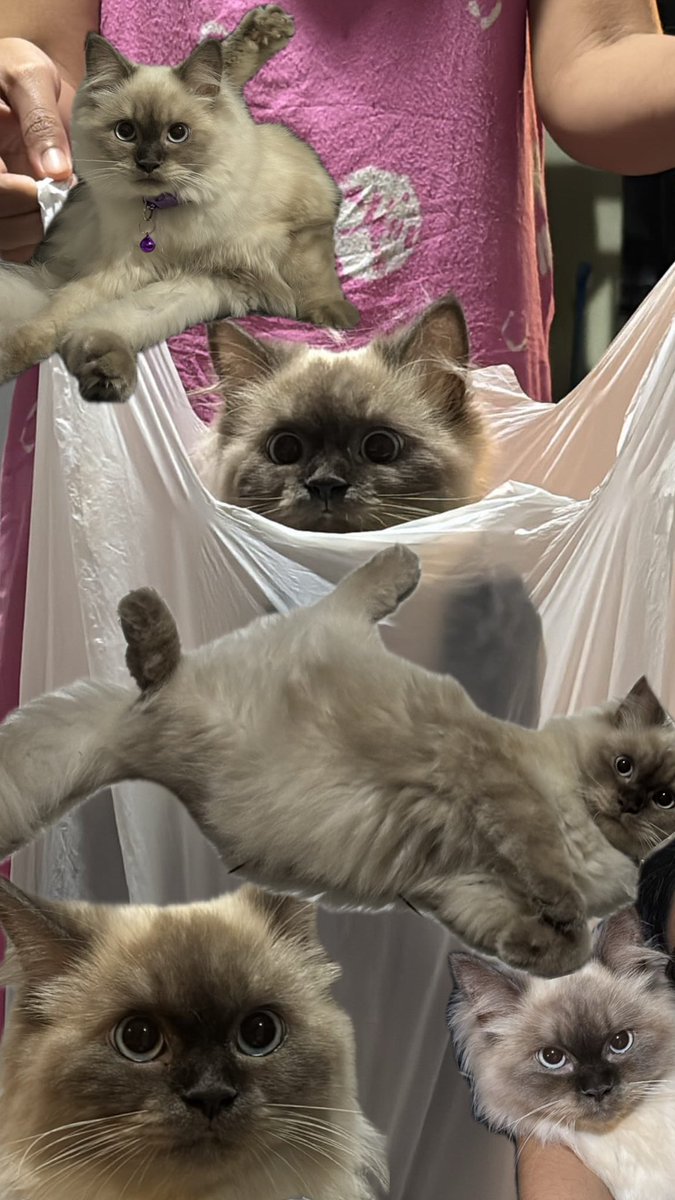 ᘏ⑅ᘏ tweet media