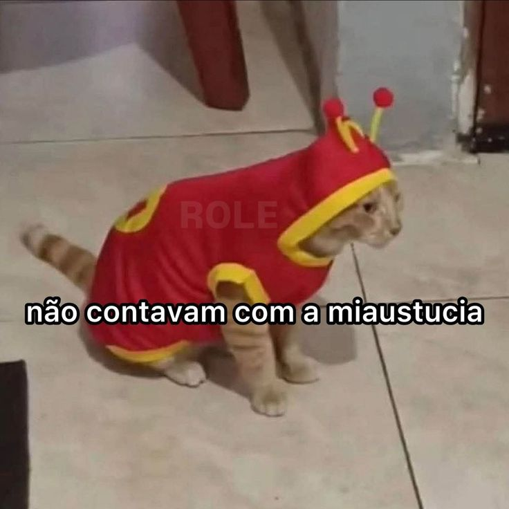 Jon - perfil dedicado a gatinhos e peitos tweet media