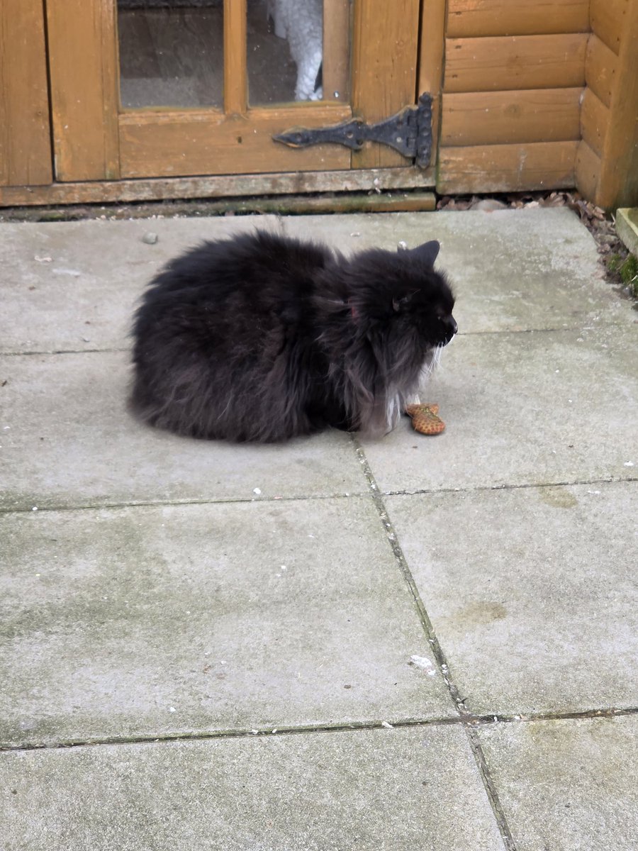 Shropshire Cat Rescue tweet media