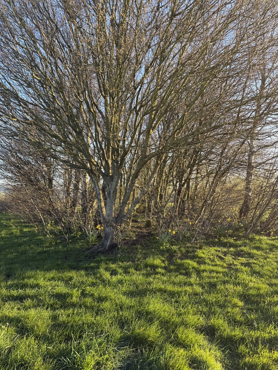 staithesartist's tweet image. #Ice and #sunshine for my #briskwalk It was a struggle to go this morning but glad I did.