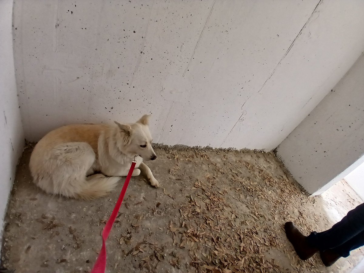 Zemer Sat tweet media