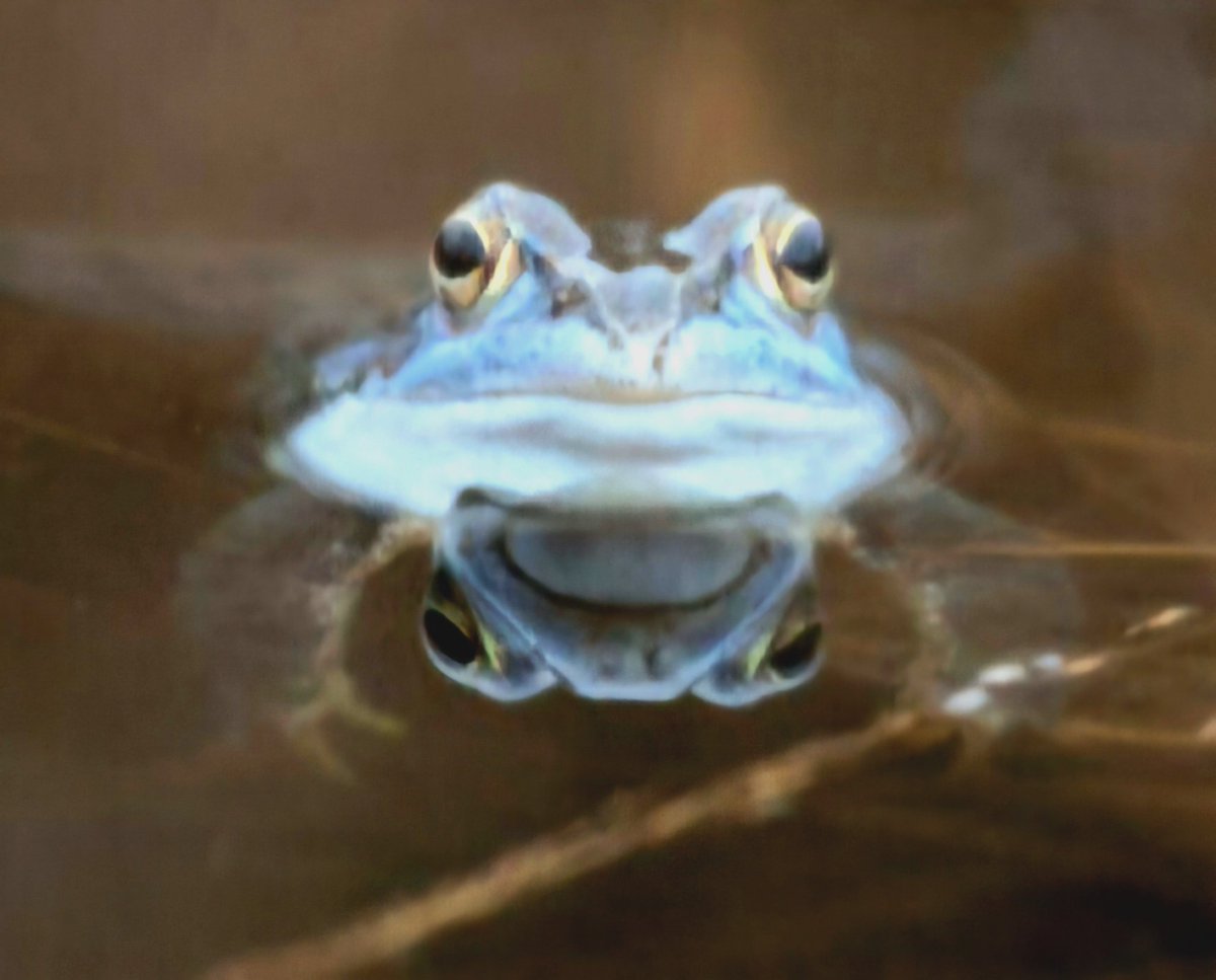 Mary van der Es tweet media