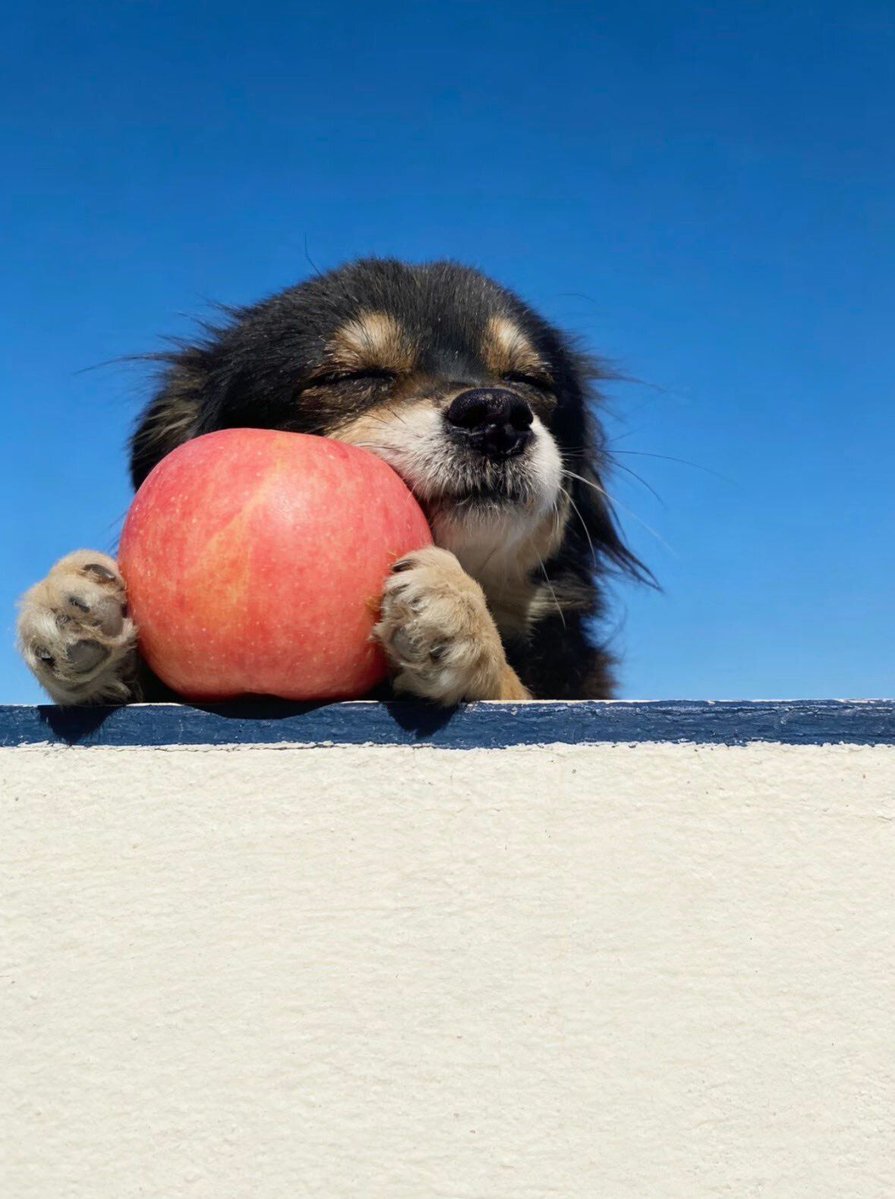 everything dogs 🐶 tweet media