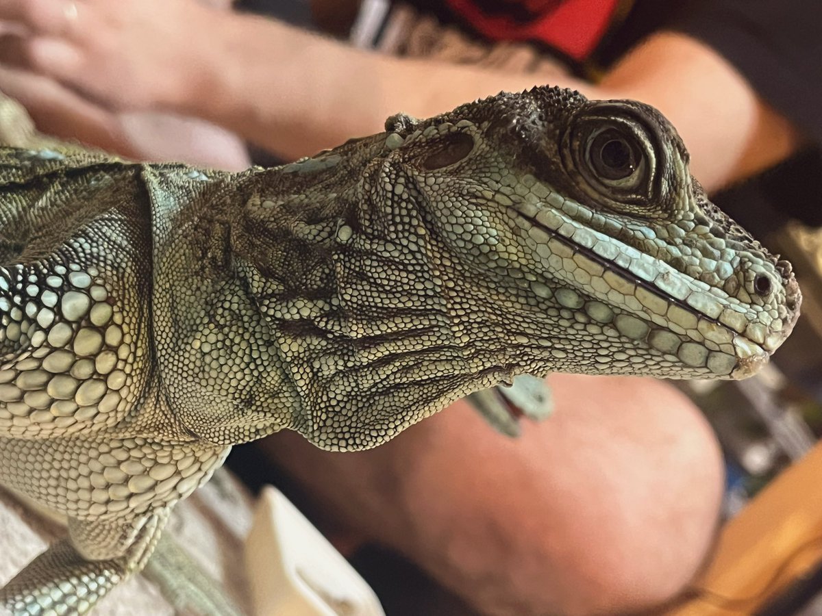 ナナシ tweet media