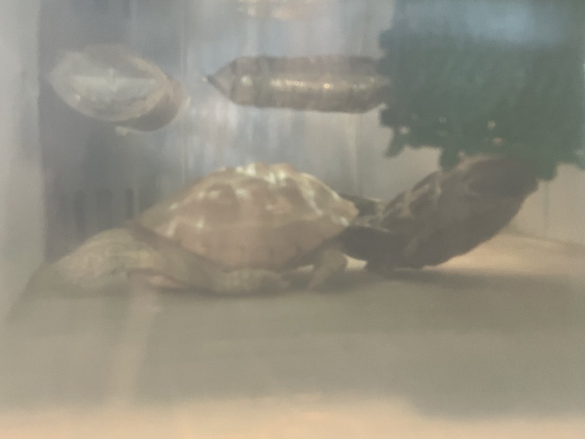 ブリーディングファーム かぷち tweet media