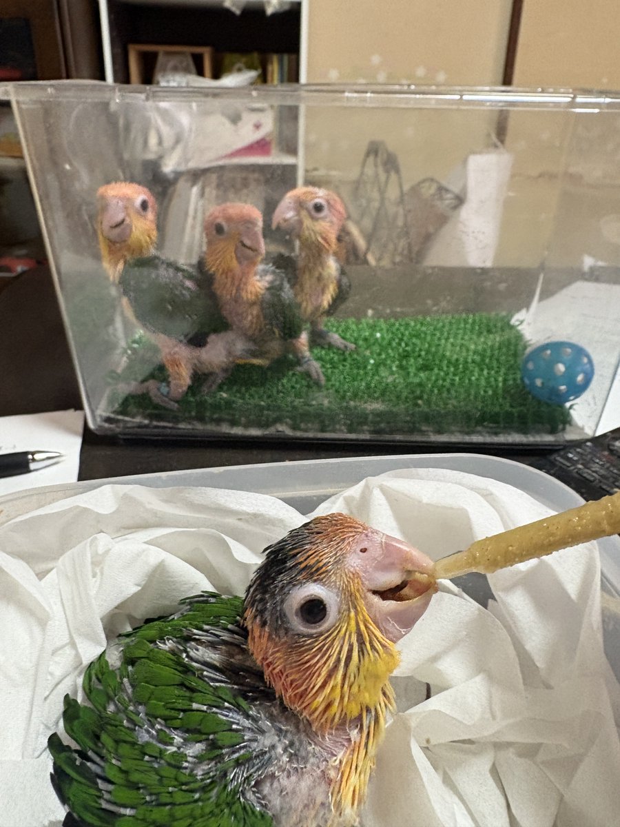 precious-bird2020 tweet media